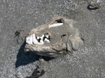 Skull of Arctic fox