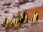 Buterflies of Argentina