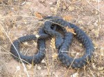 Queen water snake (Regina septemvittata)
