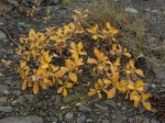 Dendroflora of Chukotka