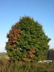 Norway maple (Acer platanoides)