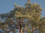   (Pinus sylvestris)  