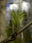 Branch of mountain ash (Sorbus)