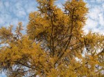 Larch-tree (Larix sp.)