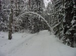 Winter Forest of PTZ