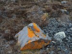 Lichen in Chukotka