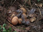Nest of hazel grouse (Tetrastes bonasia)