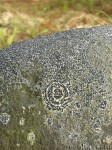 Cristose lichen on the stone