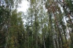Галкинский лес