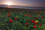 Sunset in tulips island