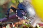 Workaholic beetle - scarab