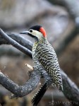 Woodpecker (Picidae)