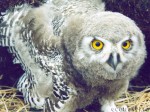 Young snowy owl (Nyctea scandiaca)