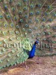 Peacock (Pavo)