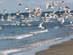 Glaucous-winged gulls