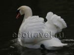 Swan (Cygnus)
