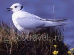 Ross' gull (Rhodostethia rosea)