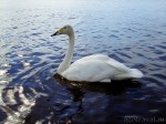 Hooping swan