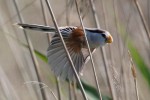 Northern Parrotbill