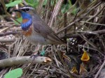 Blue-throated Robin With Nestlings (Luscinia)