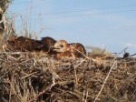 Long-legged buzzard nestlings (Buteo)