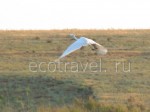 Great egret (Egretta alba)