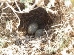 Eags In Nest