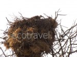Spanish sparrow undo long-legged buzzard nest 