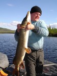 Pike (about 12 kg)