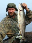 Arctic salmon (Salvelinus alpinus)