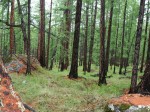 Larch forest (Larix)