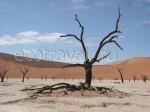 Desert In Namibia