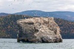 Sea gulls stone