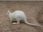 Кенгуру - альбинос в зоопарке