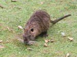Beaver-rat