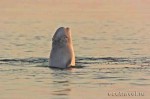 White whale of Solovki islands
