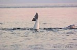 White whale of Solovki islands