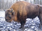 Bison in Prioksko-Terrasny nature reserve
