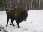 Bison in Oksky nature reserve