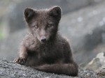 Arctic fox (Alopex)