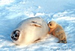 Seal cub