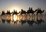 Camels, Broome