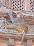 Monkey In Katmandu