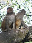 Monkeys In The Chitwan National Park