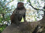 Monkeys In The Chitwan National Park