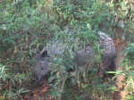 Rhinocerus In The Chitwan National Park