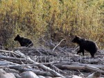 Bears In Okhotsky Region