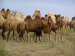 The Camels