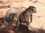African ground squirrel (Xerus)