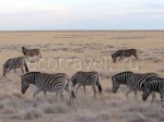 Zebras In Savanna